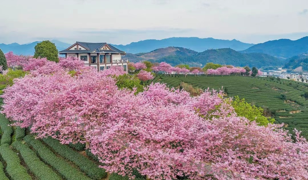 福建龙岩漳平永福樱花茶园 - 乔小梦摄影师