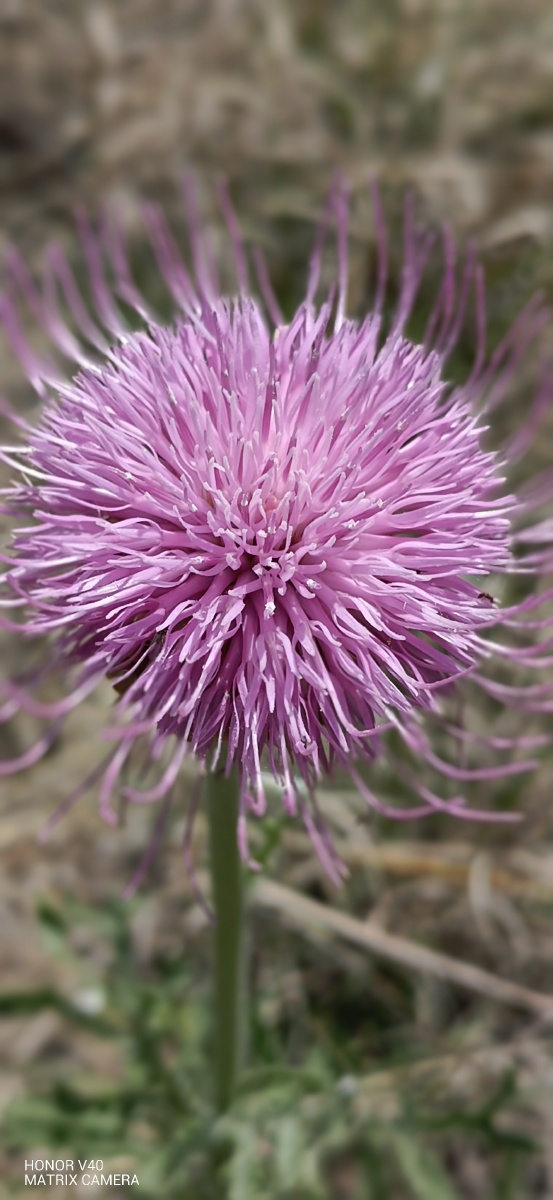 zt美好时光———随手拍000000000000漏芦花开94 - zt