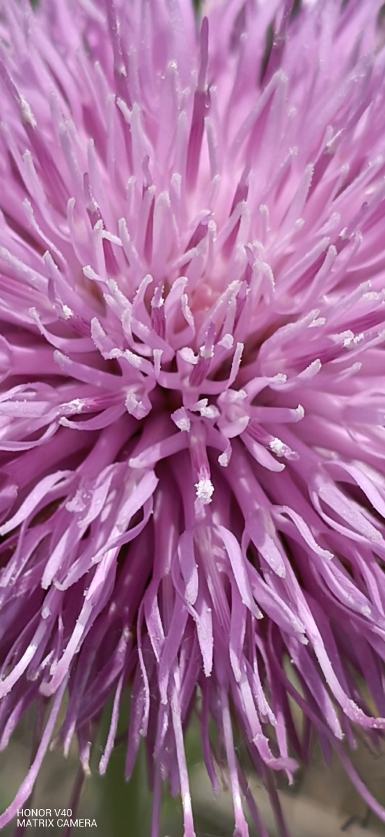 zt美好时光———随手拍000000000000漏芦花开94 - zt