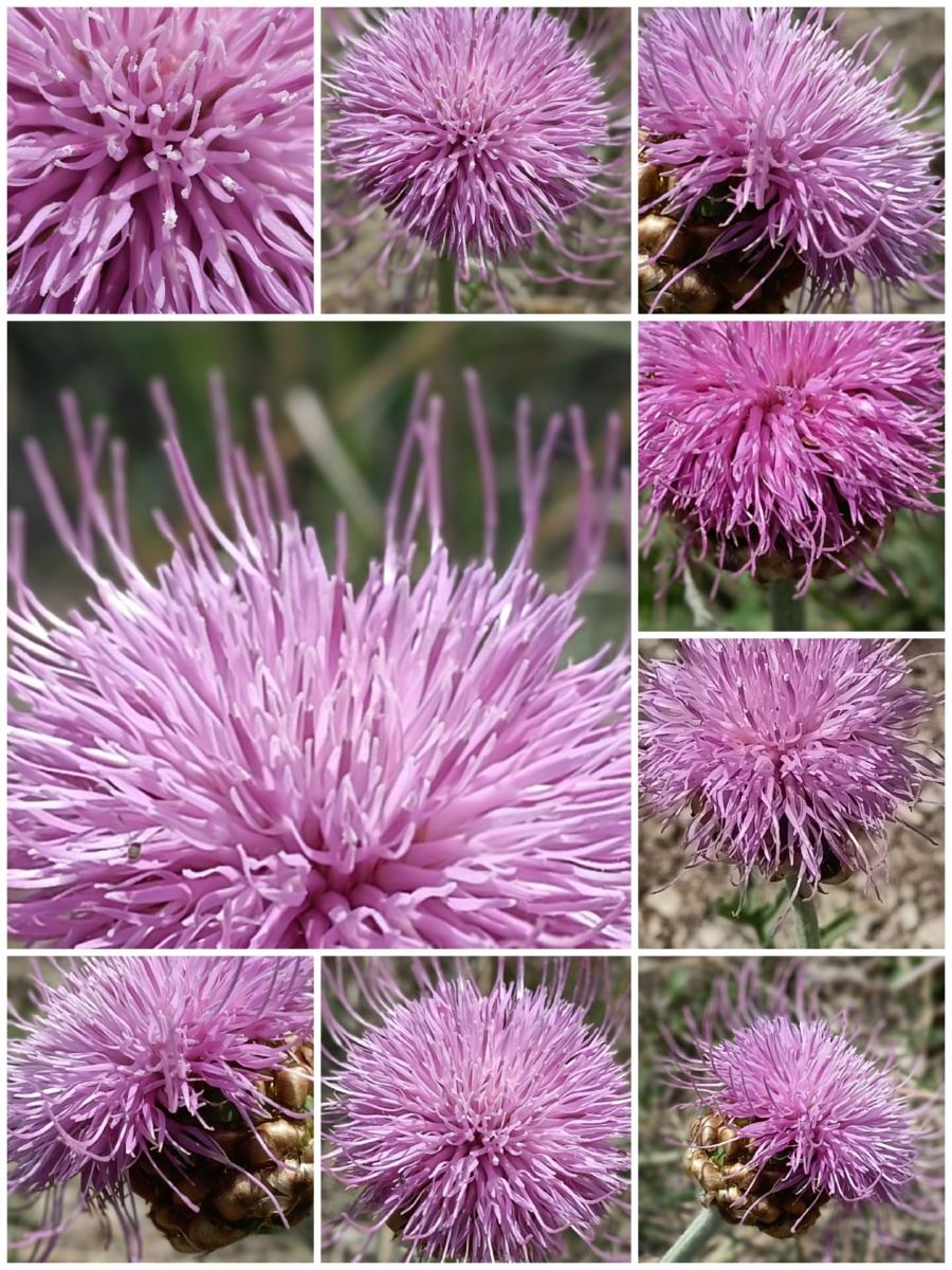 zt美好时光———随手拍000000000000漏芦花开94 - zt