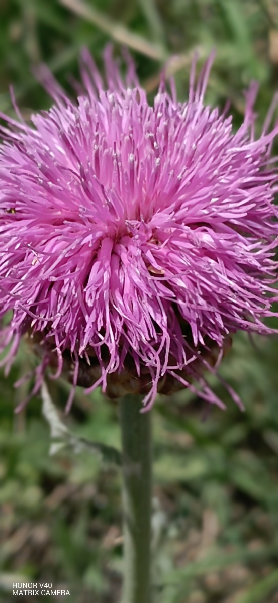 zt美好时光———随手拍000000000000漏芦花开94 - zt