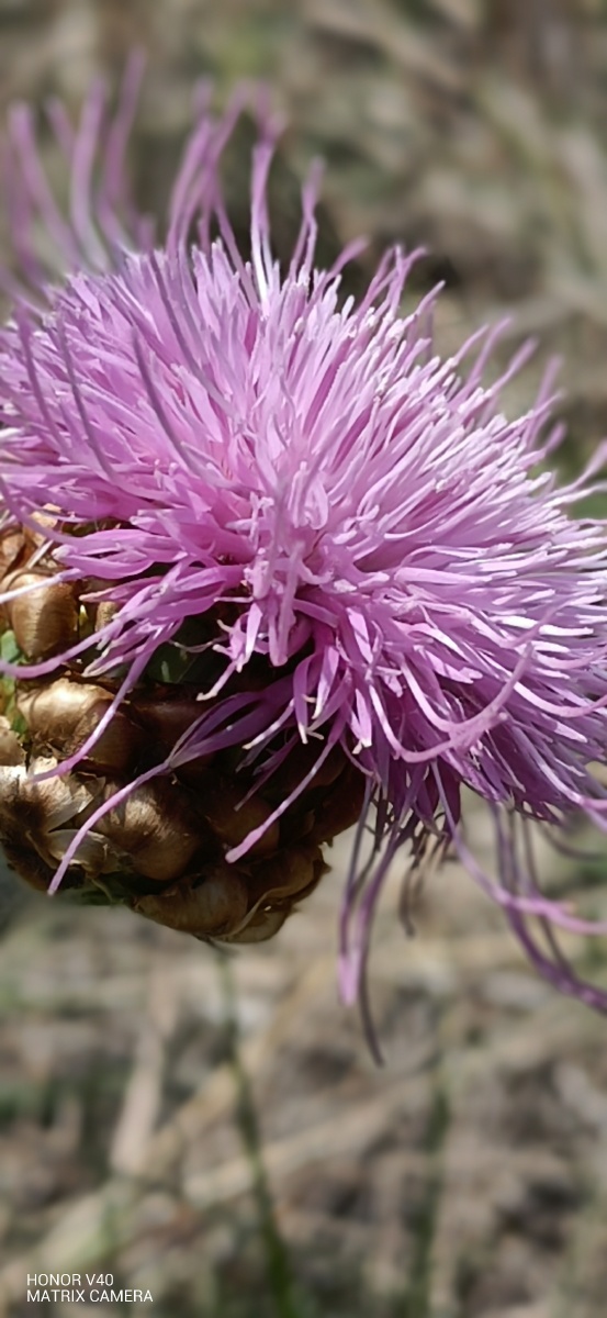 zt美好时光———随手拍000000000000漏芦花开94 - zt