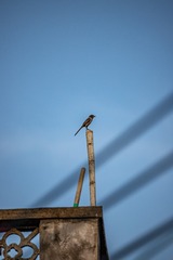 263097