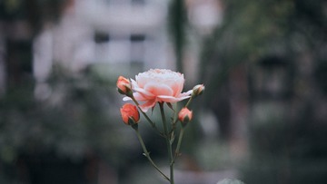 E4E47F8F-F8D2-4422-B6C9-9871BDDA606D/L0/001