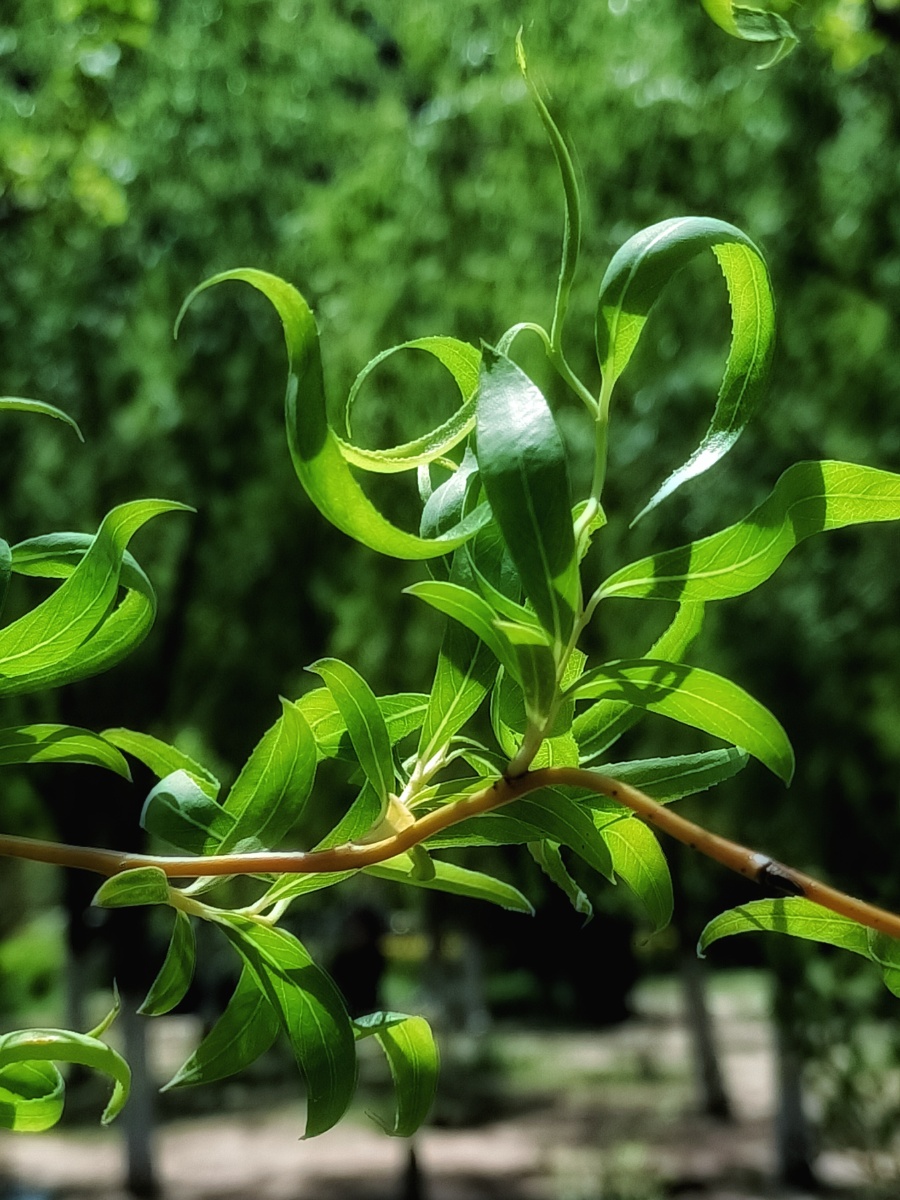 柳叶飘飘妩媚生