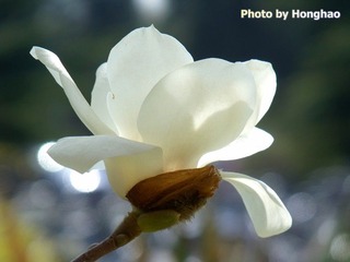 玉兰花