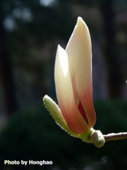 玉兰花苞