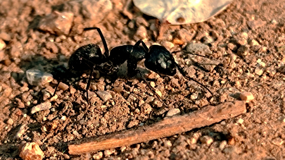 小小的蚂蚁为了活着而不断的奔忙 - 酷酷摄影馆 - 图虫