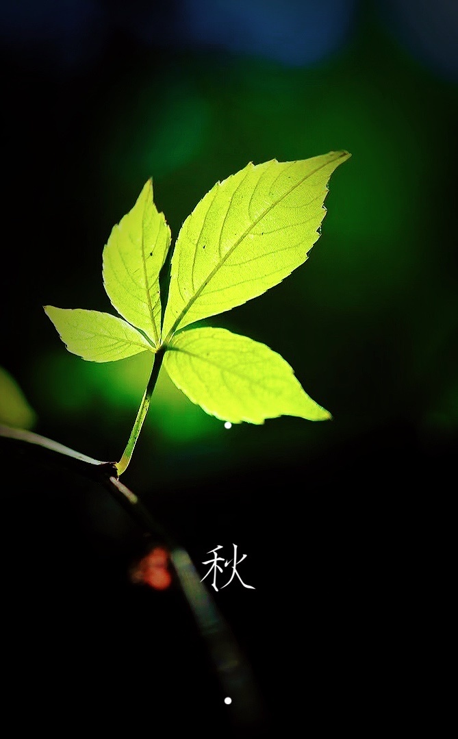 一叶知秋