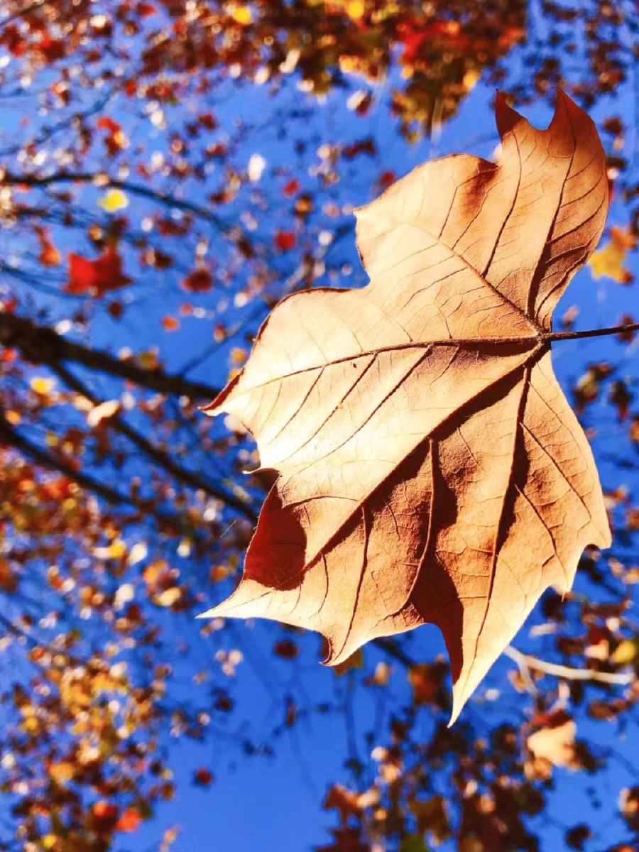 一叶知秋,一片小小的枫叶,带给人们秋季的讯号 - 最美的风景是人