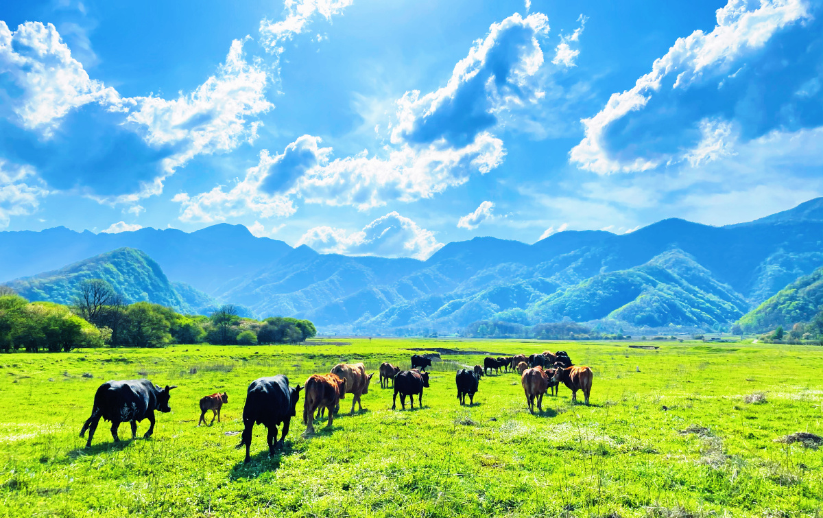 风吹草低见牛羊