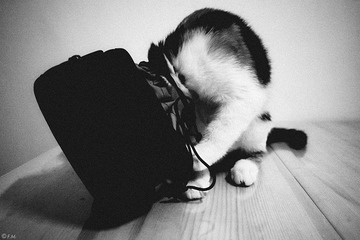 _1070159.jpg