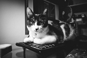 _1070897.jpg