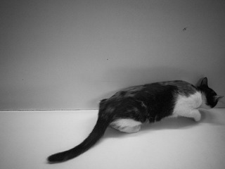 _1080262.jpg