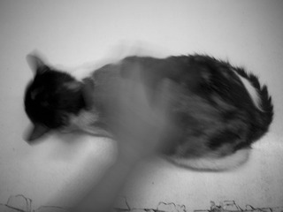 _1080269.jpg