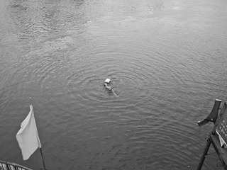 _1090412.jpg