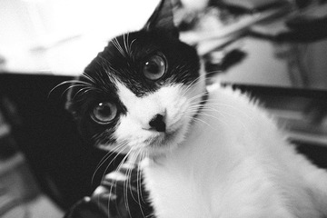 _1080997.jpg