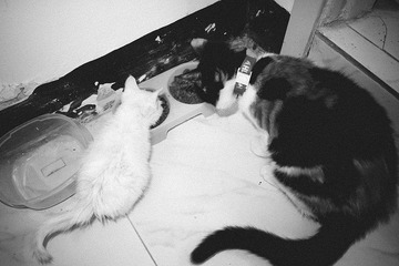 _1090059.jpg