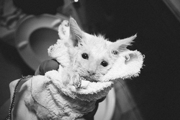 _1090175.jpg