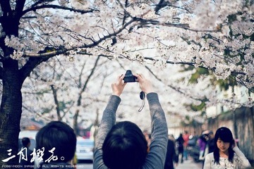 三月鸡鸣寺的樱花。