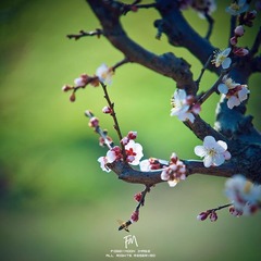 三月的梅花。