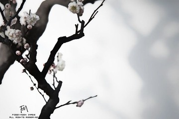 三月的墨梅花。