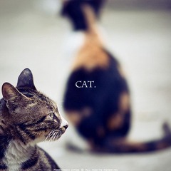 猫。