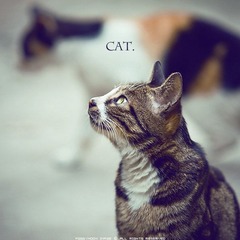 猫。