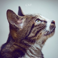 猫。