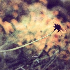 思念的花。
