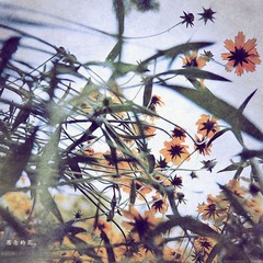 思念的花。