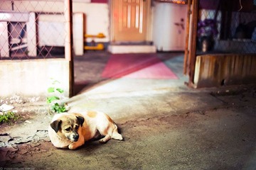 看门旺财。