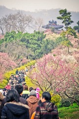 赏梅。