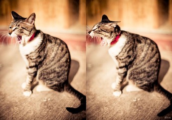 哈欠猫。