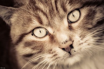 宏村的猫。
