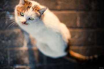 饿猫，冲我不停地叫。。