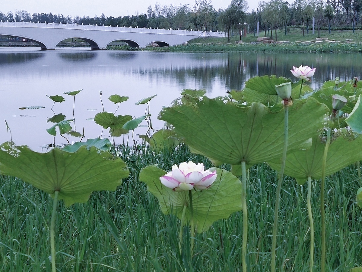 渐变色白莲 - ny暖阳清风 - 图虫