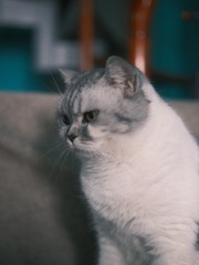 9243