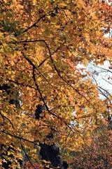 IMG_5242.jpg