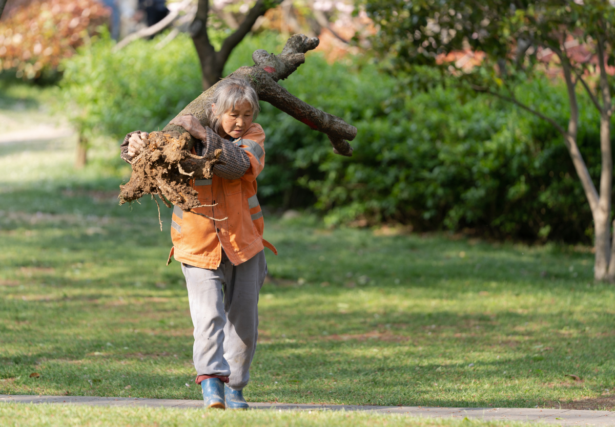 扛树木的环卫工人