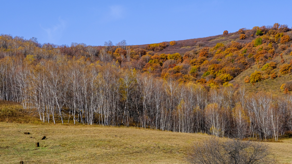 桦木林秋意正浓
