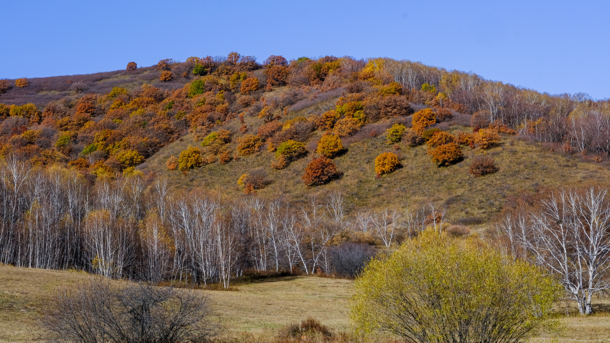 桦木林秋意正浓
