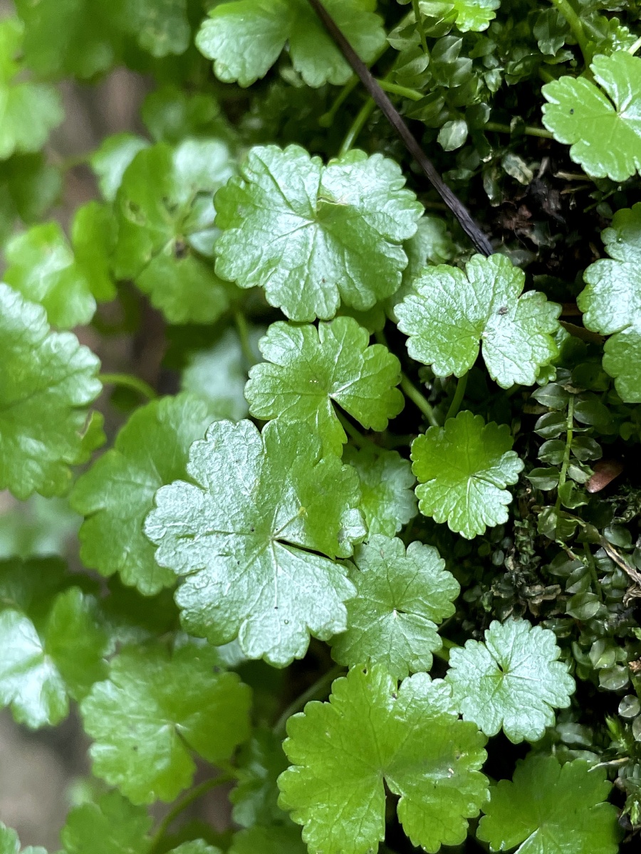 天胡荽绿油油翠绿翠绿在这炎热的夏天看着舒服又凉爽