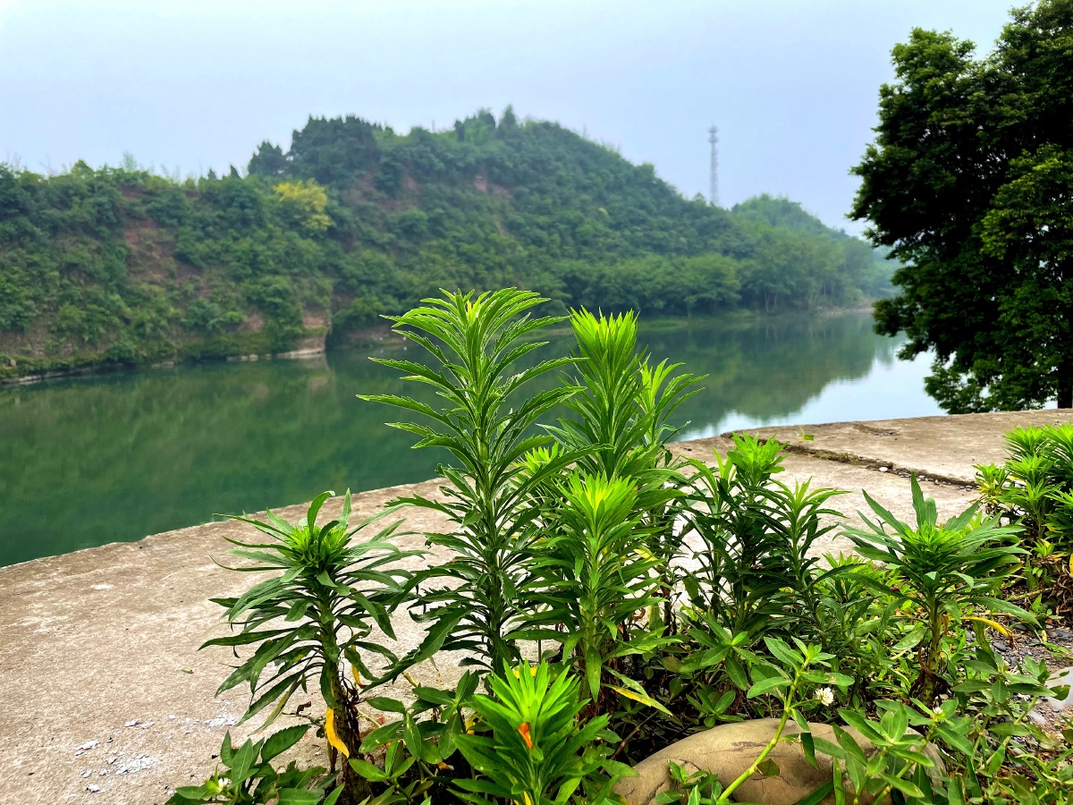 河边绿植生机勃勃
