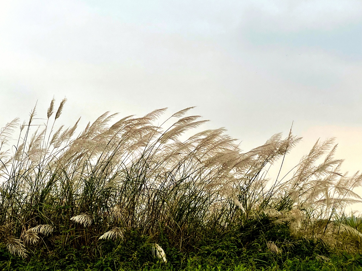 风吹芦苇秋意浓