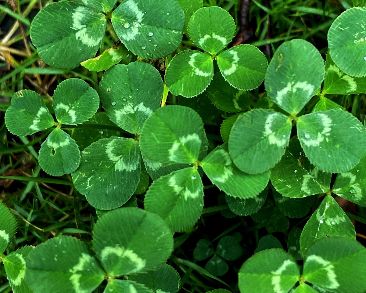 早晨的三叶草,还带着露珠,水嫩嫩的!