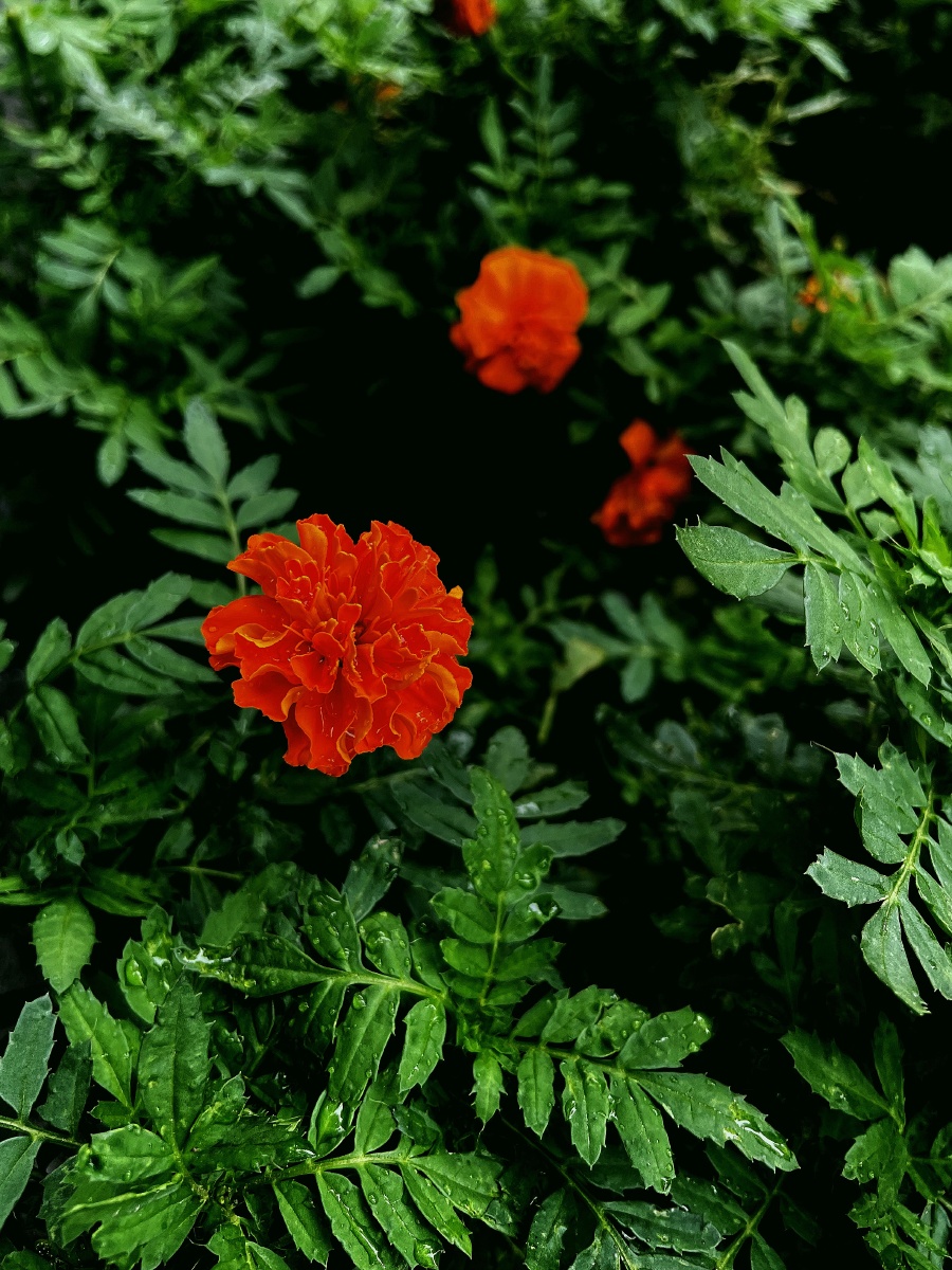 秋日雨后红花绿叶分外妖娆