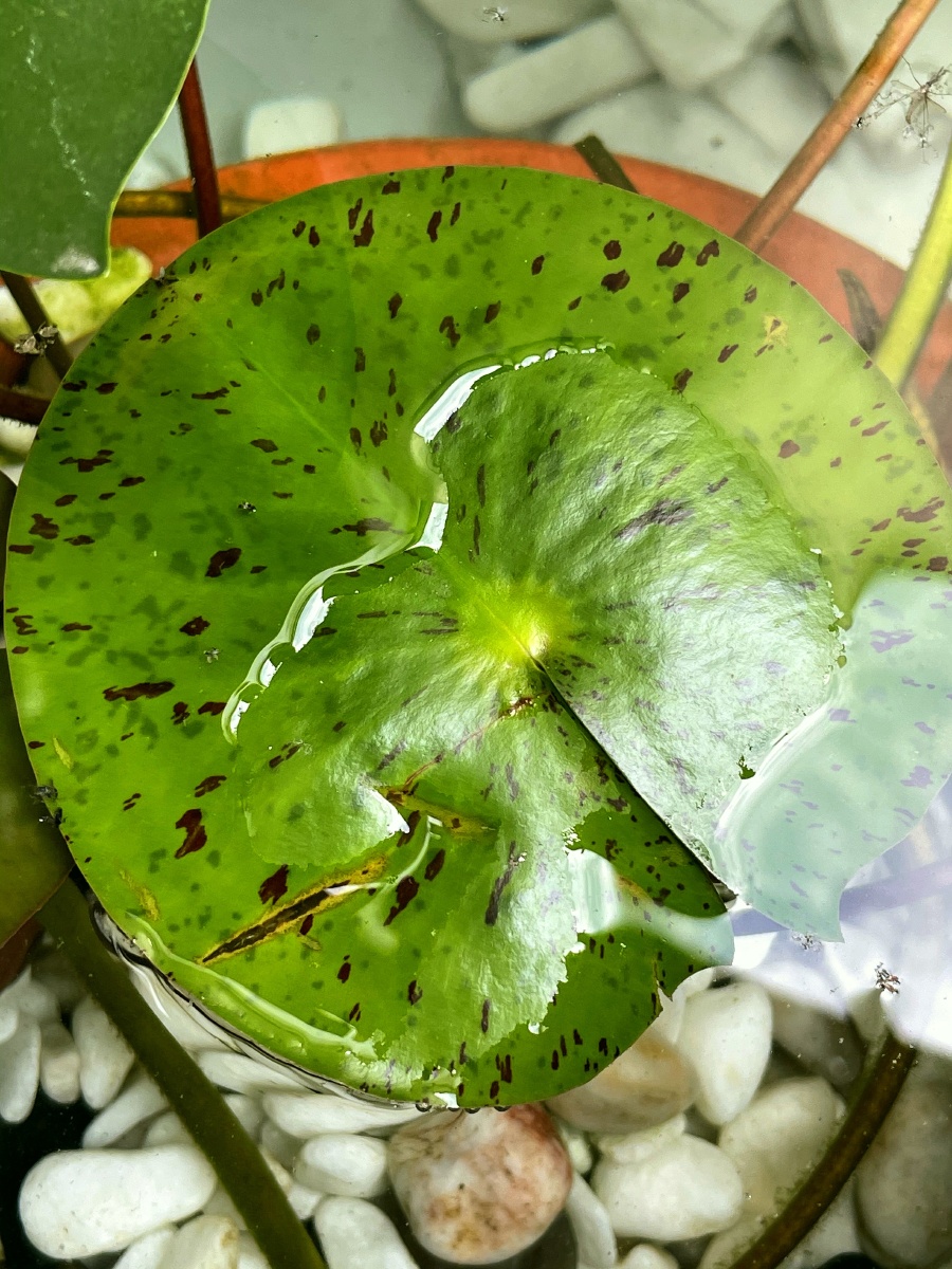 水中漂着一片麻子荷叶