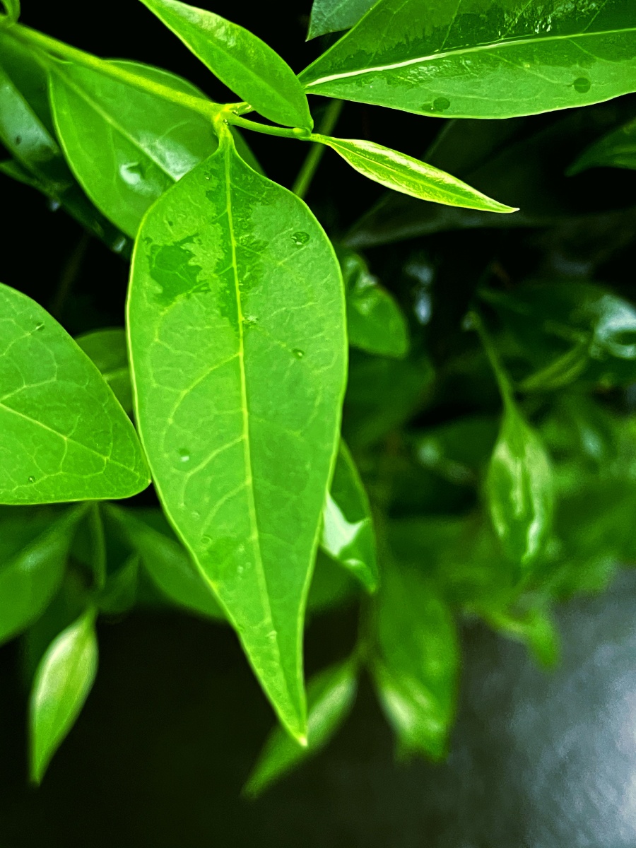 雨后嫩叶翠绿欲滴
