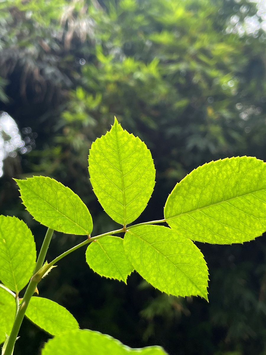 夏天蔷薇叶鲜嫩可口